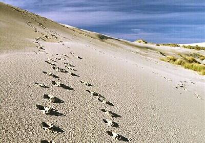 Duneprints - Auch der weiteste Weg beginnt mit einem ersten Schritt
